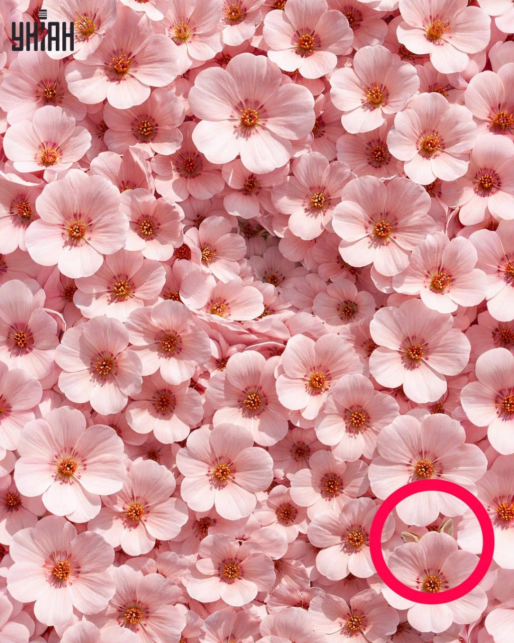 Samo 1% ljudi može pronaći zeca u 11 sekundi: iznenađujuće složena optička iluzija