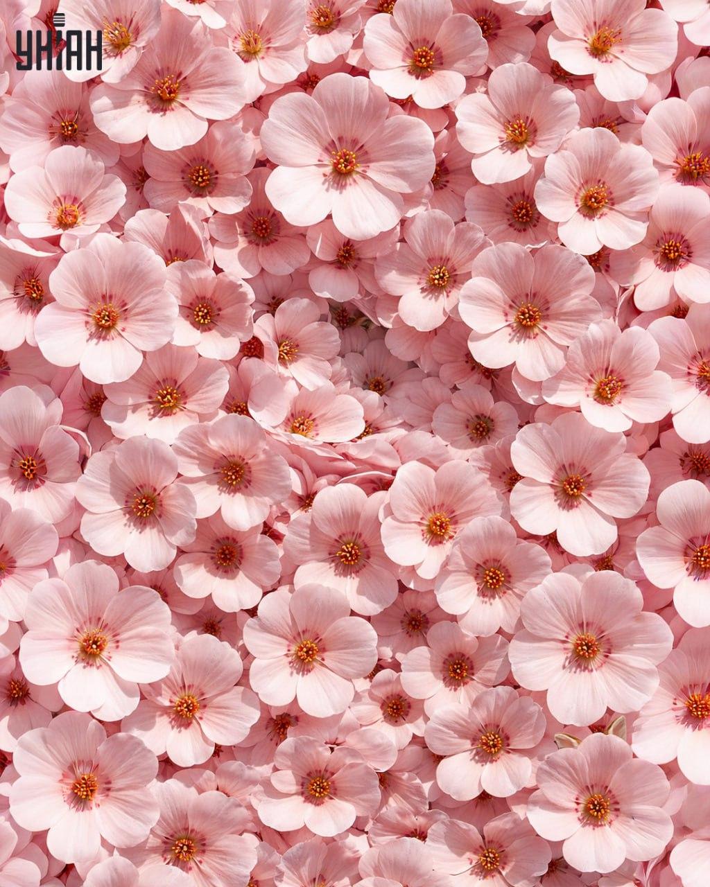 Samo 1% ljudi može pronaći zeca u 11 sekundi: iznenađujuće složena optička iluzija