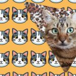 Samo ljudi s grandioznim IQ-om vidjet će čudnu mačku u 11 sekundi: nevjerojatna optička iluzija Samo ljudi s grandioznim IQ-om vidjet će čudnu mačku u